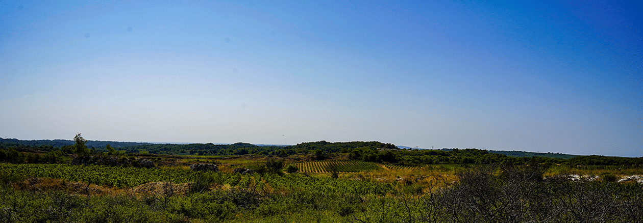 Rivage picpoul de pinet