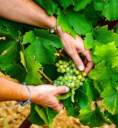 raisins mur Picpoul de pinet